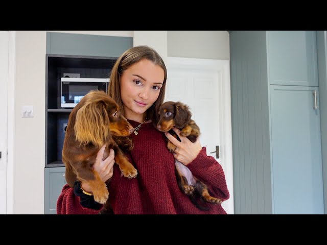 Mini Dachshund Puppy vs Full-Size Comparison