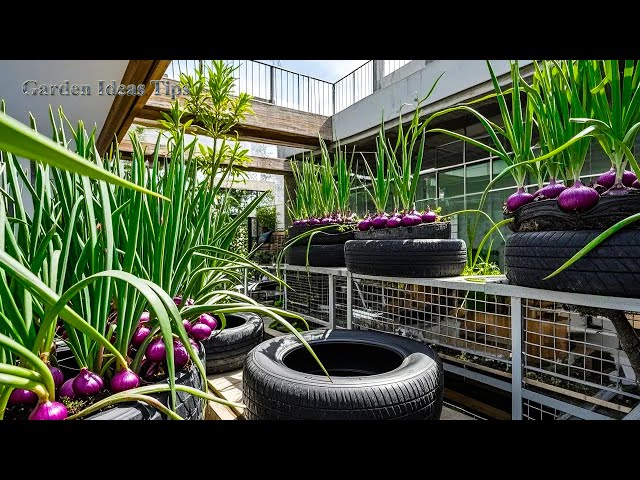 🔴LIVE: Useful Tips & Tricks Garden Grow Vegetables Balcony or Rooftop for Beginners