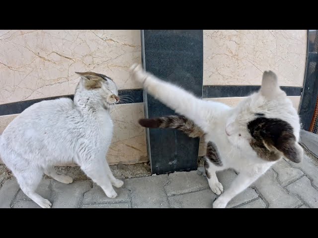 Angry cat attacks other cats