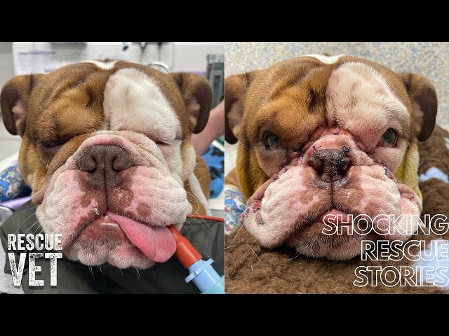 Giving best friends dog a face lift to save it's life: Wilberforce's story