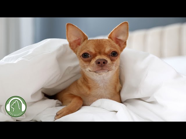 Relaxing dog sleep music🐶Stress relief, Sleep music, Separation anxiety music🎵Dog's favorite music.