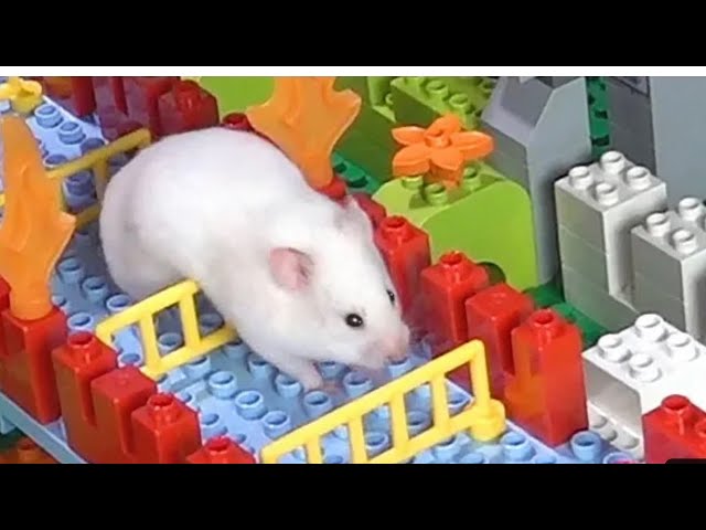 🐹 Hamster Escapes the Maze for Pets in Hamsters Stories