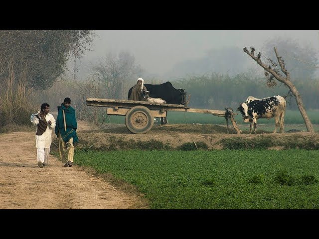 Beautiful Village Life of Punjab Pakistan | Beautiful Pakistan | Explore Pakistan