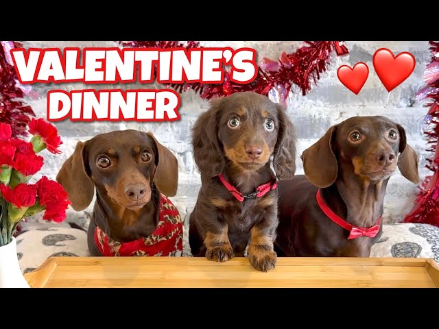 DACHSHUND'S Enjoy Valentine's Dinner with Thier PUPPY