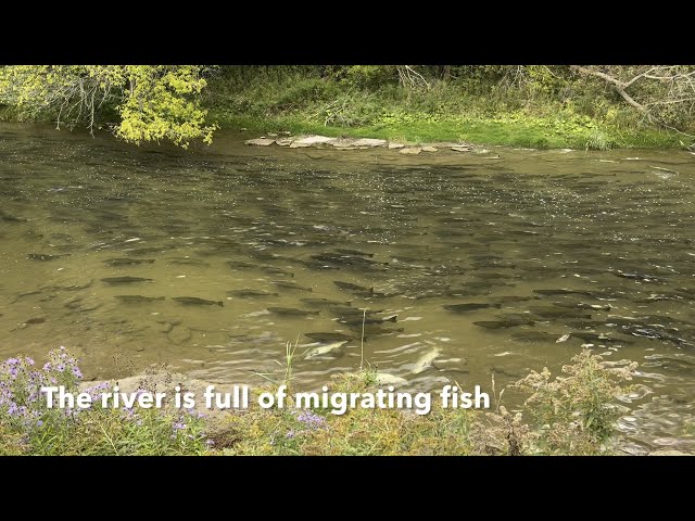 Ganaraska River Salmon Run 2024, Featuring Corbett’s Dam Fish Ladder in Port Hope [1080p60h HDR]