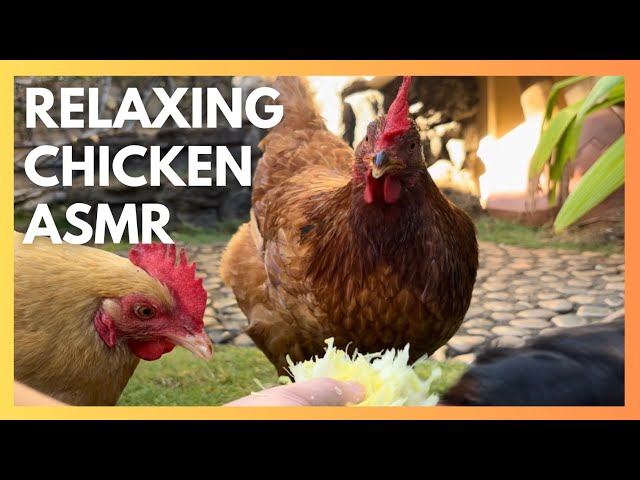 10 Minutes of Pure Relaxation: my backyard chickens enjoying a peaceful mukbang feast!