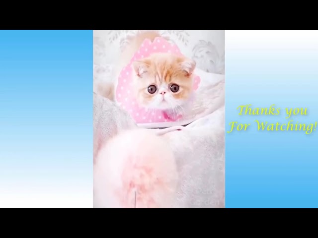 Cute Pets And Funny Animals Compilation #1 - BabyPets