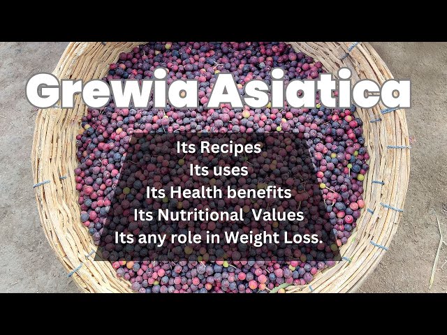 Grewia fruit Nutritional values and Health Benefits | Grewia in Weight Loss.