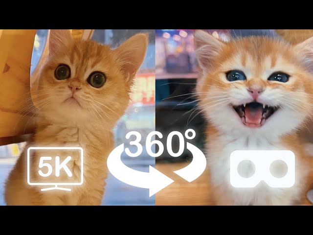 Cute Baby Cats Playing Around You Part 1 | VR 360 Cat | 4K | Virtual Reality