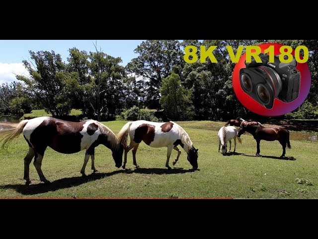 8K VR180 3D HORSES IN AN EXTINCT VOLCANO...northern NSW near Mt Warning in 3D (Travel/ASMR/Music)