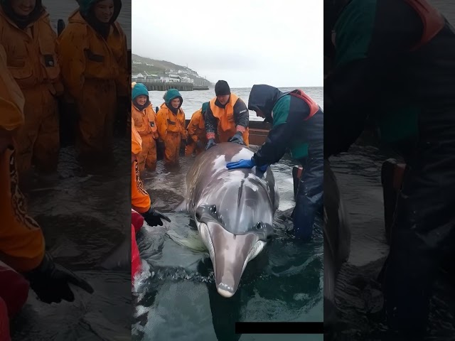 Removing Millions of Barnacles from a Dolphin's Body – Satisfying Rescue 3