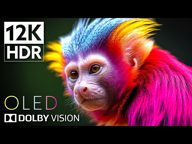 The Exciting Future of Video: 12K HDR 120fps with Dolby Vision