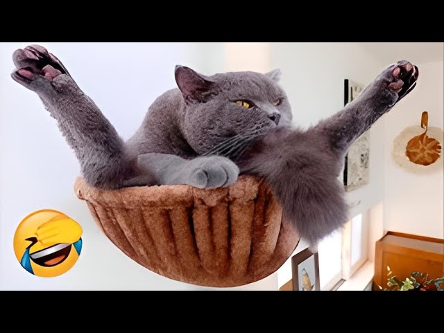 Funny Videos Funniest Cats And Dogs Videos Best Funny