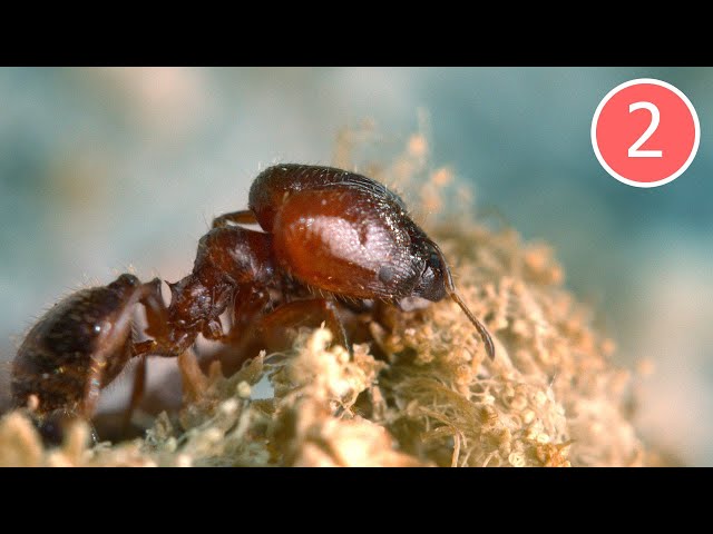 Big-headed Ant Colony (Part 2)