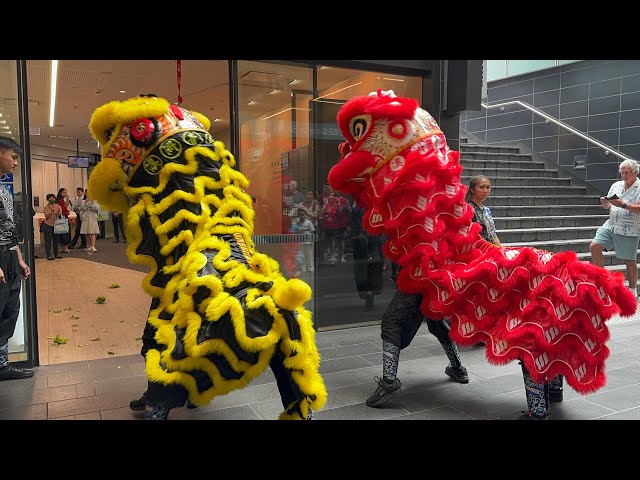 Lion Dance 2025  | Chinese New Year