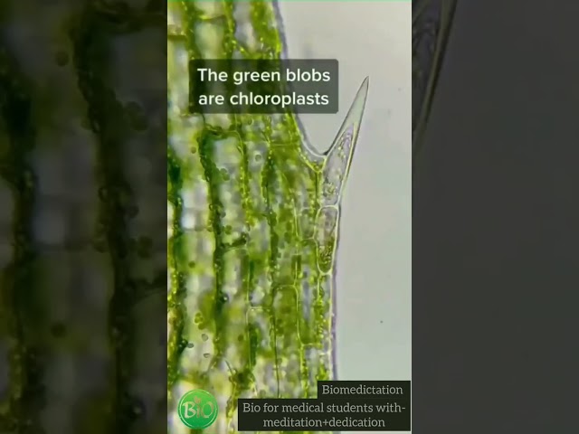 Chloroplast under microscope🔬|What does a Elodea leaf look like?|#shorts #microscope #biomedictation