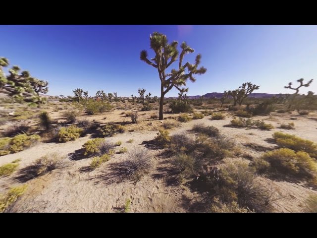 VR Bask in the glory of Joshua Tree National Park