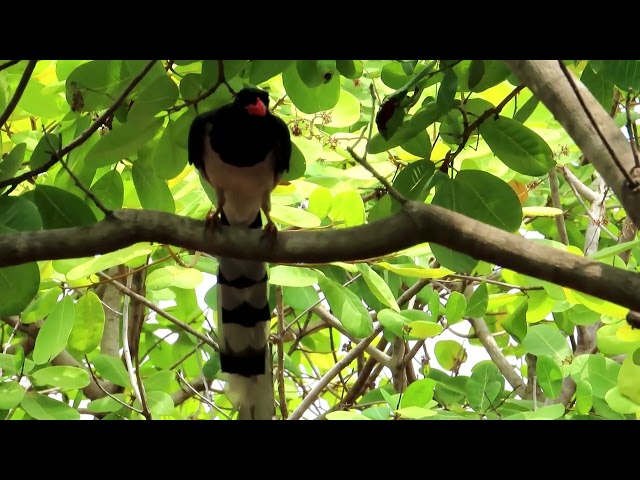 Red billed Blue magpies Life With natural #Channel TRCAM Birds You welcome #please watch videos #