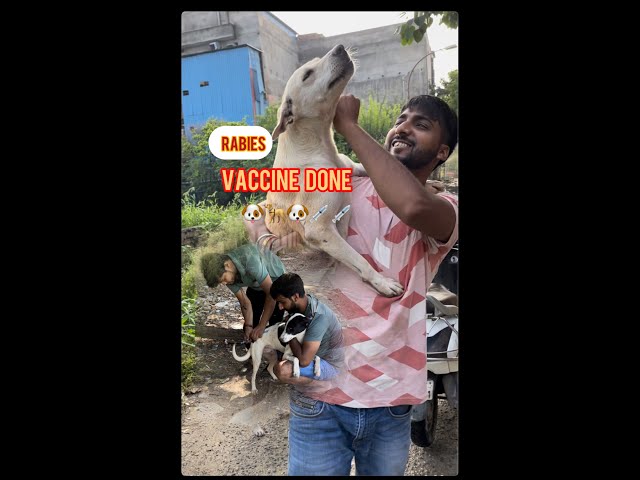 Rabies vaccine done 💉💉🐶🦮#vaccine #dog