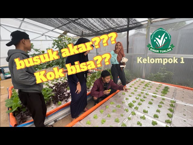 BUSUK AKAR HIDROPONIK