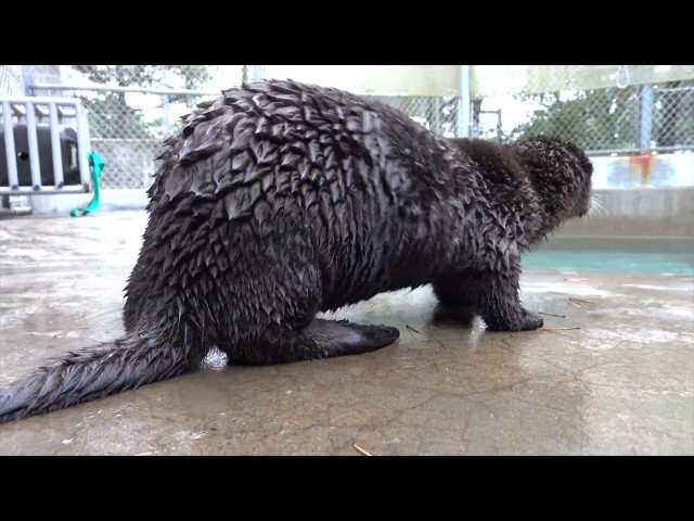 Sea otter pup Lincoln