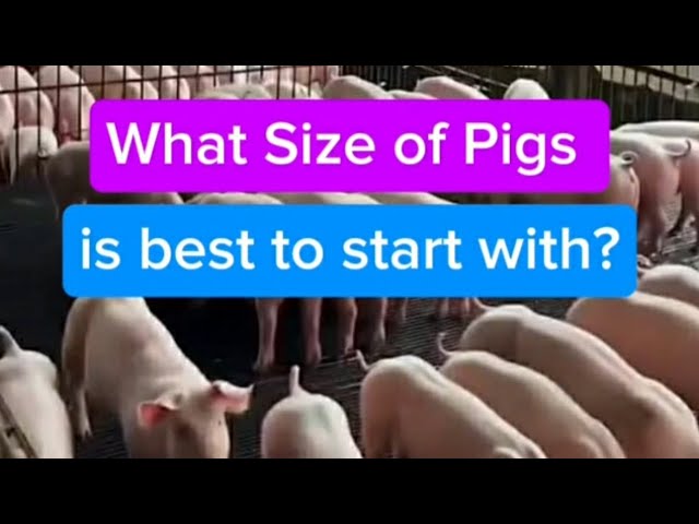 What Size Of Pigs Should I Start My Farm With?