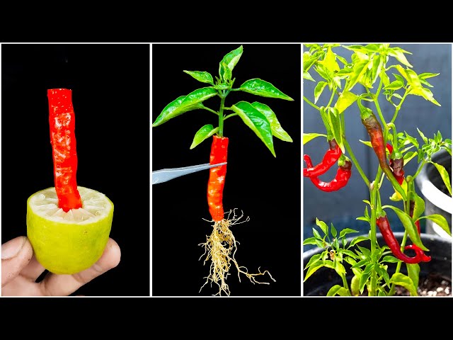 Amazing idea for grow chili at home from chili || Best & idea for planting