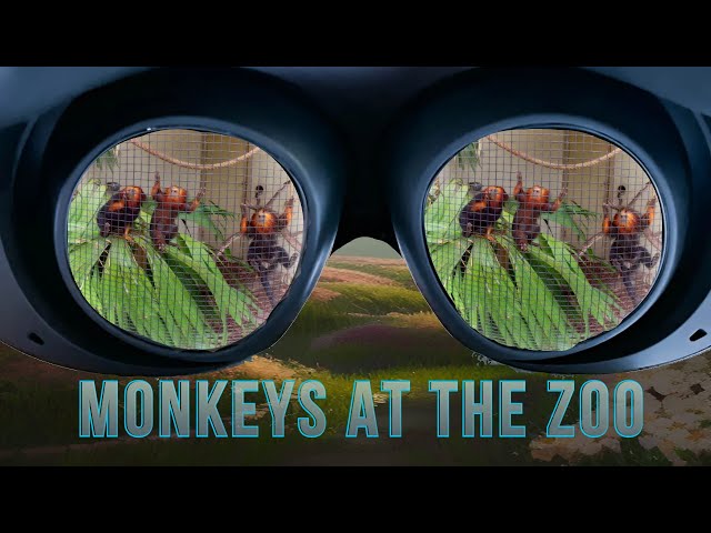 Monkeys at the Zoo in VR180 3D VR