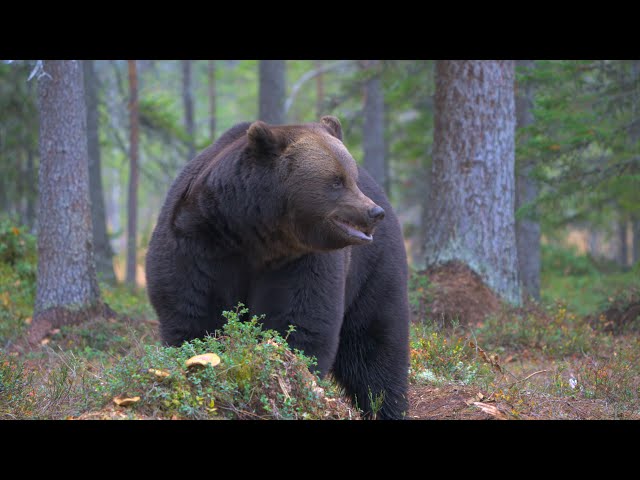 P1 A large bear eats nearby, the sounds of the forest create a real atmosphere for the video 4K HDR