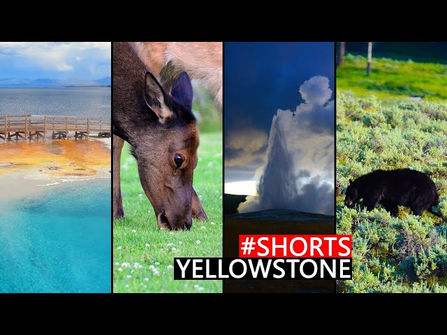 Yellowstone National Park | Wildlife & Wild Swimming #shorts