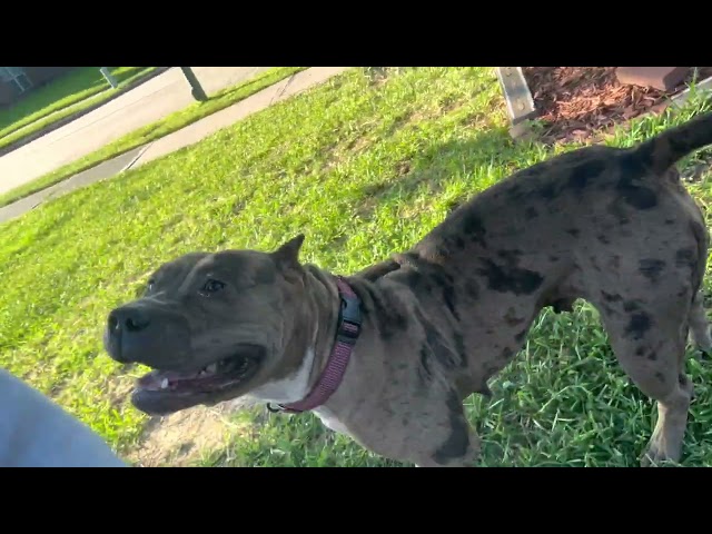 XL Bully Puppies Off Leash With Their Parents (NBF KENNEL) 😍😍🤞🏾🇺🇸