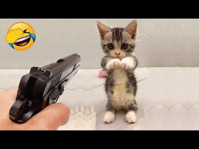 Funny Dogs And Cats Videos 2024 😅 - Best Funniest Animal Videos Of The week #392