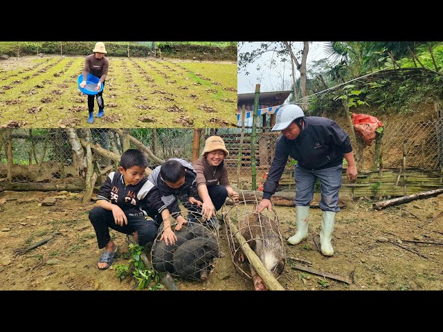 how to grow corn on wasteland and sell pigs for money DANG THI DU