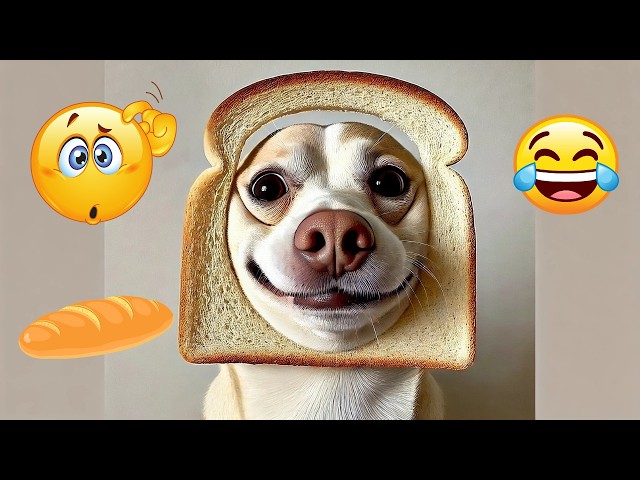 🐶 What’s Wrong with Your Dog?! 😂 Funniest & Cutest Dog Moments Ever!