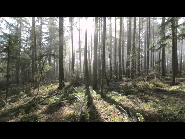 Nature ASMR Forest in the mist