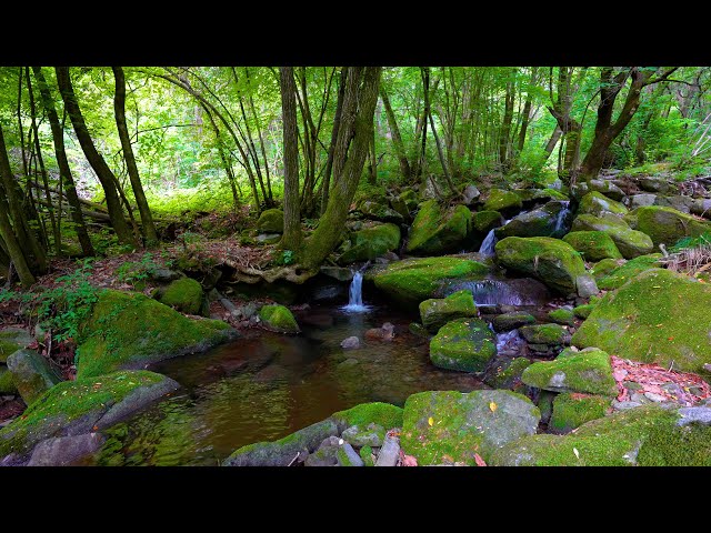 Forest Ambience, Water Sounds, Birds Singing, ASMR