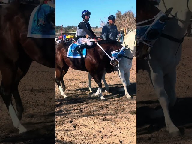 LA HECHICERA C. JACALITOS 💙 #carrerasdecaballos #horseracing #cuartodemilla #quarterhorse