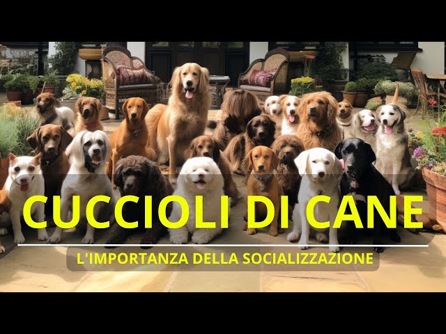 L IMPORTANZA DELLA SOCIALIZZAZIONE NEI CUCCIOLI DI CANE - PETOPIA