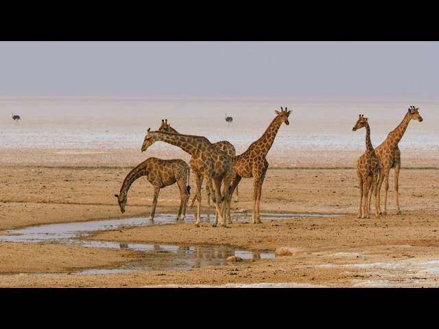 Southern Africa, wildlife along the water