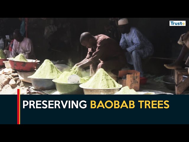 Preserving Baobab Trees: Gombe Residents Urge Sustainable Urban Planning, Tree Planting Initiatives