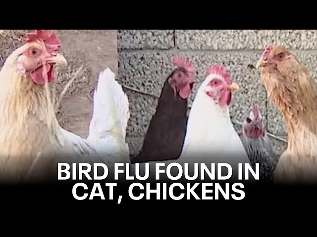 Bird flu found in stray cat, backyard chickens | KTVU