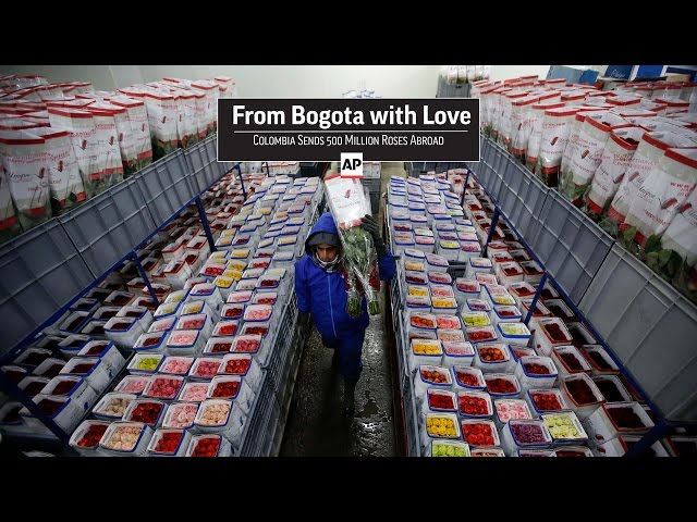 From Bogota with Love: Colombia sends 500,000 flowers abroad for Valentine’s Day