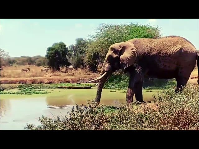 Majestic Elephants Quenching Their Thirst in the Wild | Banok Safaris