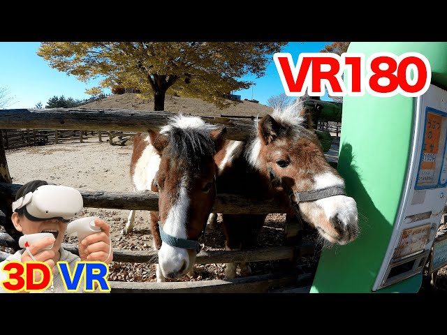 [VR180] I fed the ponies. / 3D video in VR180 format