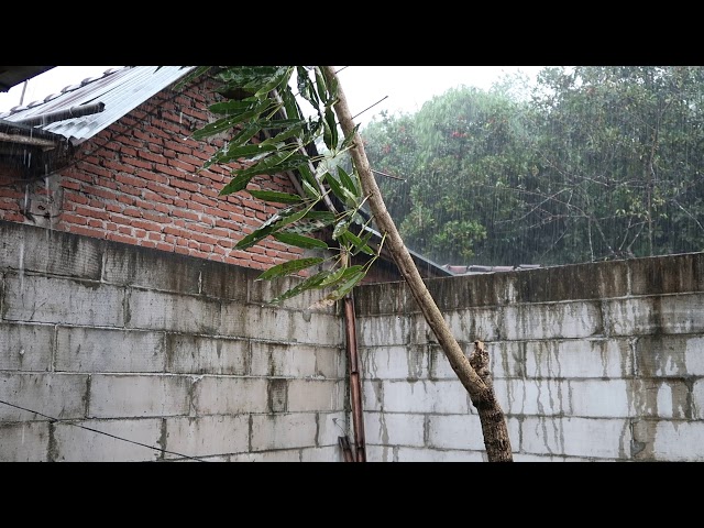 Royalty Free Footage Heavy Rain Drops on tree and leaf with brick house background water sounds rain