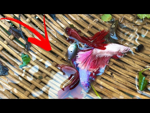 Unforgettable Betta Fish Catch! Discovering a Thriving Lotus Lake We Found Many Betta Habitat