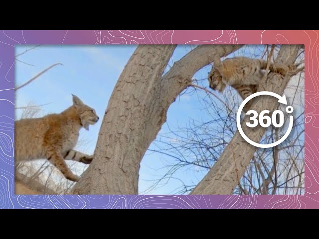 Bobcats Scramble Down Tree Near Town in Colorado | Wildlife in 360 VR