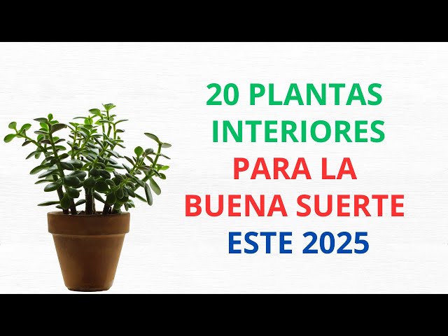 Atrae la Fortuna con Estas 20 Plantas de Interior || Plantas para la buena suerte