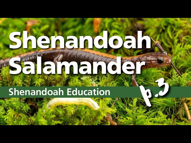 Shenandoah Salamander - Part 3