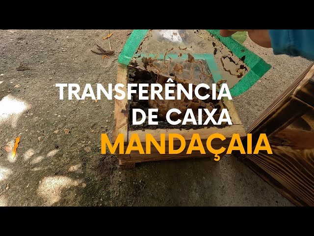 Fiz a transferência de uma Mandaçaia da Caatinga (Melipona Mandacaia) - #meliponarioatc